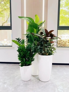 余姚植物租摆设计，为您定制专属绿色天地